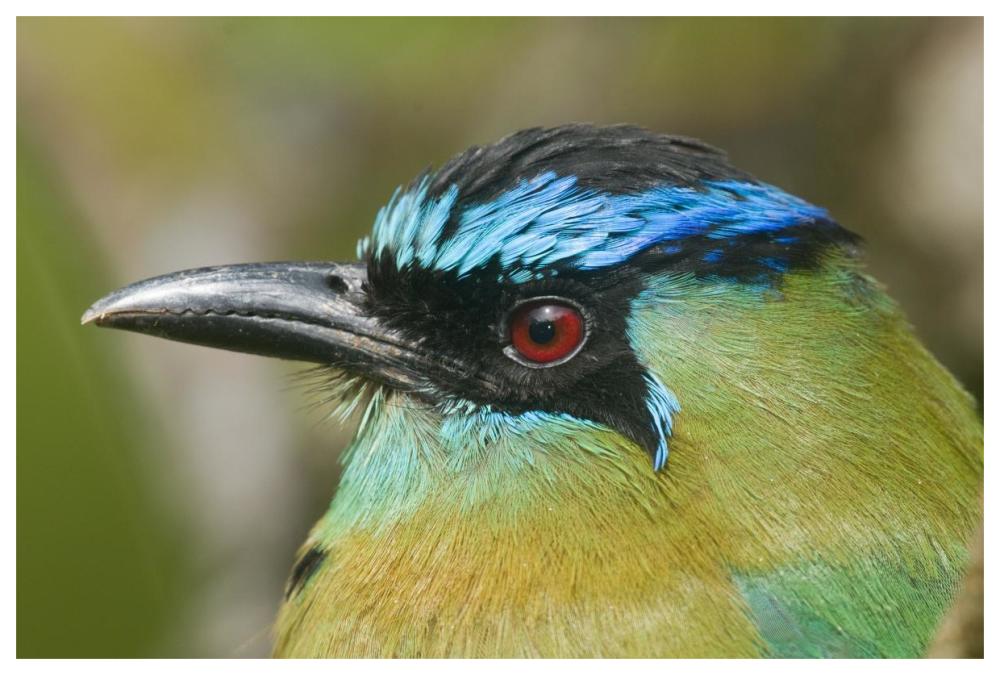 Blue-Crowned Motmot, Costa Rica-Paper Art-62X42