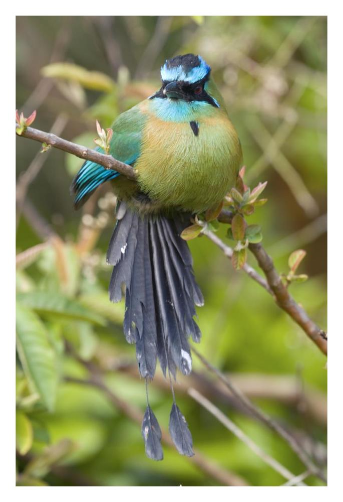 Blue-Crowned Motmot, Costa Rica-Paper Art-22X32