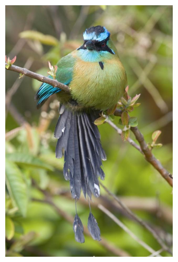 Blue-Crowned Motmot, Costa Rica-Paper Art-34X50