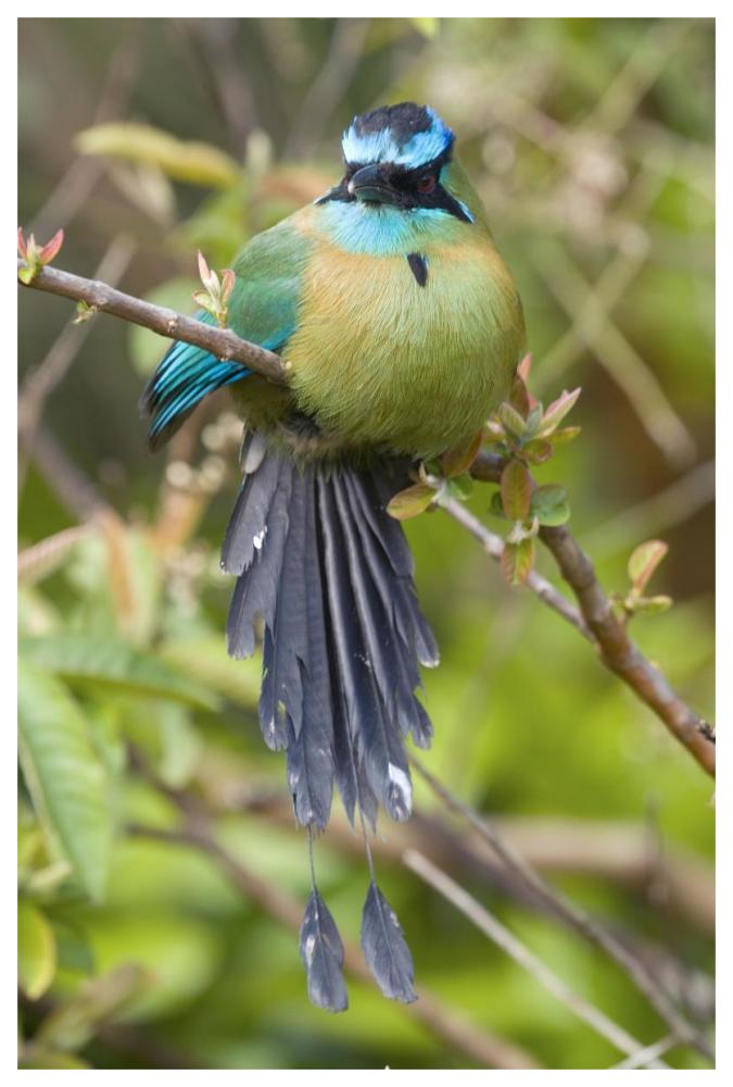 Blue-Crowned Motmot, Costa Rica-Paper Art-42X62