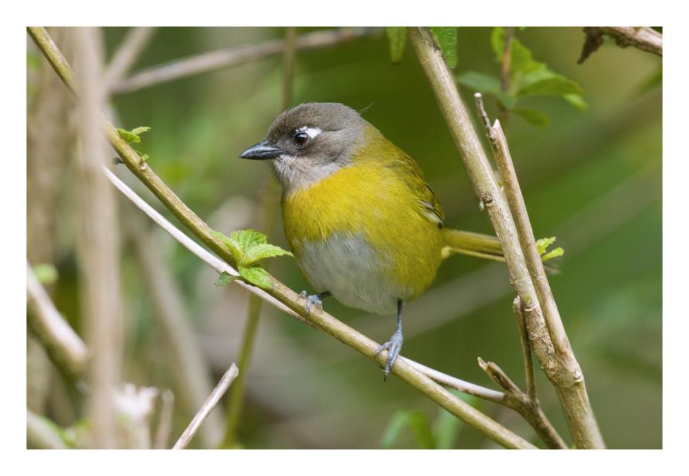 Common Bush-Tanager, Costa Rica-Paper Art-26X18