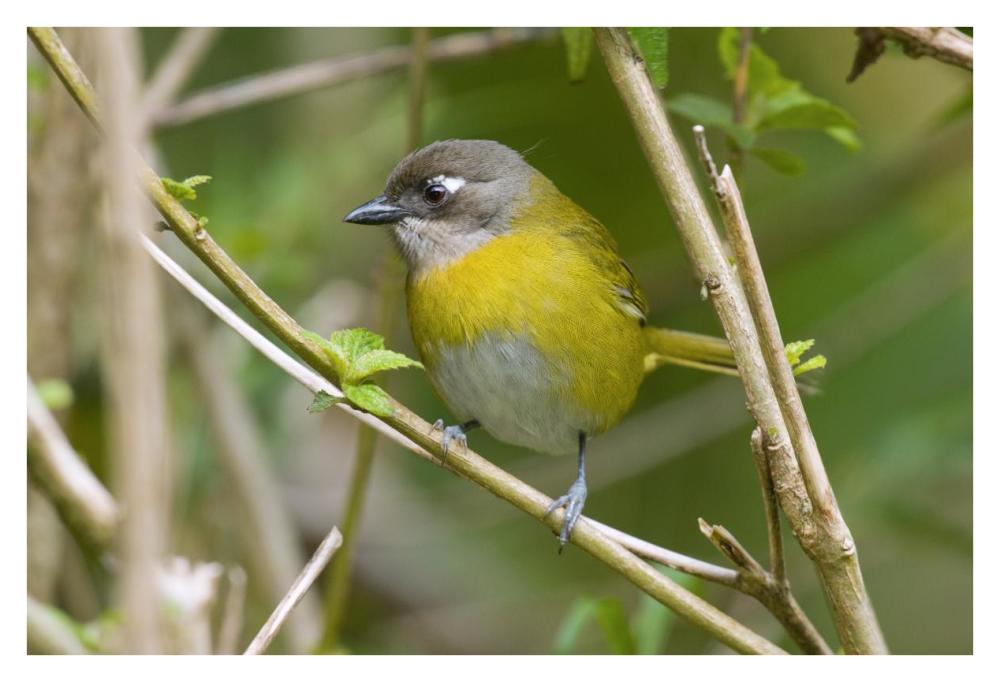 Common Bush-Tanager, Costa Rica-Paper Art-38X26