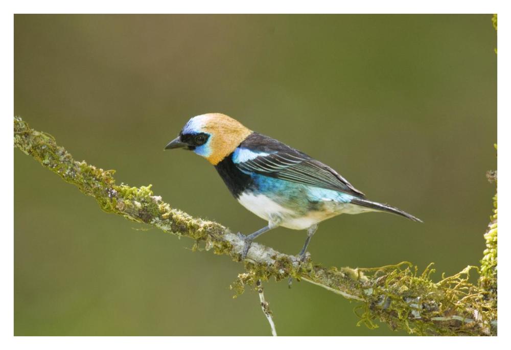Golden-Hooded Tanager, Costa Rica-Paper Art-38X26