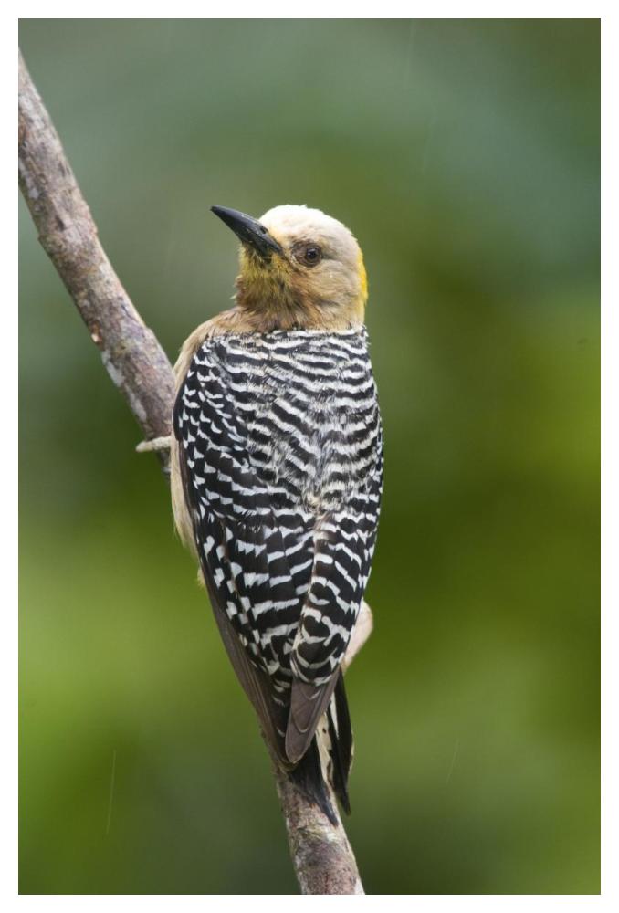 Hoffmann'S Woodpecker, Costa Rica-Paper Art-34X50