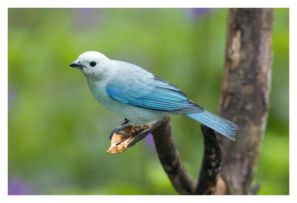 Blue-Gray Tanager Male, Costa Rica-Paper Art-20X14