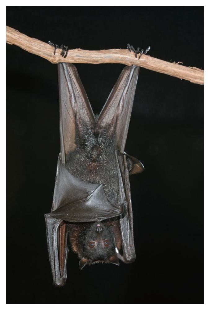 Large Flying Fox Roosting, Michigan-Paper Art-34X50