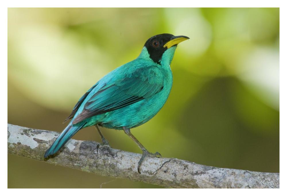 Green Honeycreeper Male, Costa Rica-Paper Art-20X14