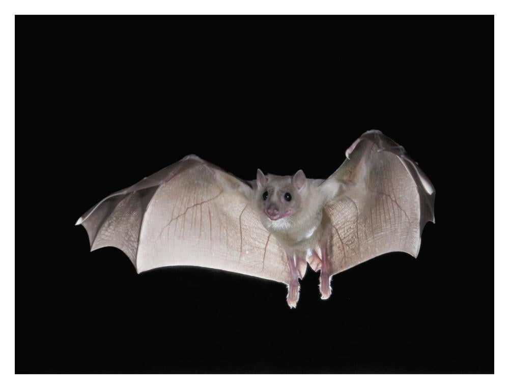 Egyptian Fruit Bat Flying, Michigan-Paper Art-18X14