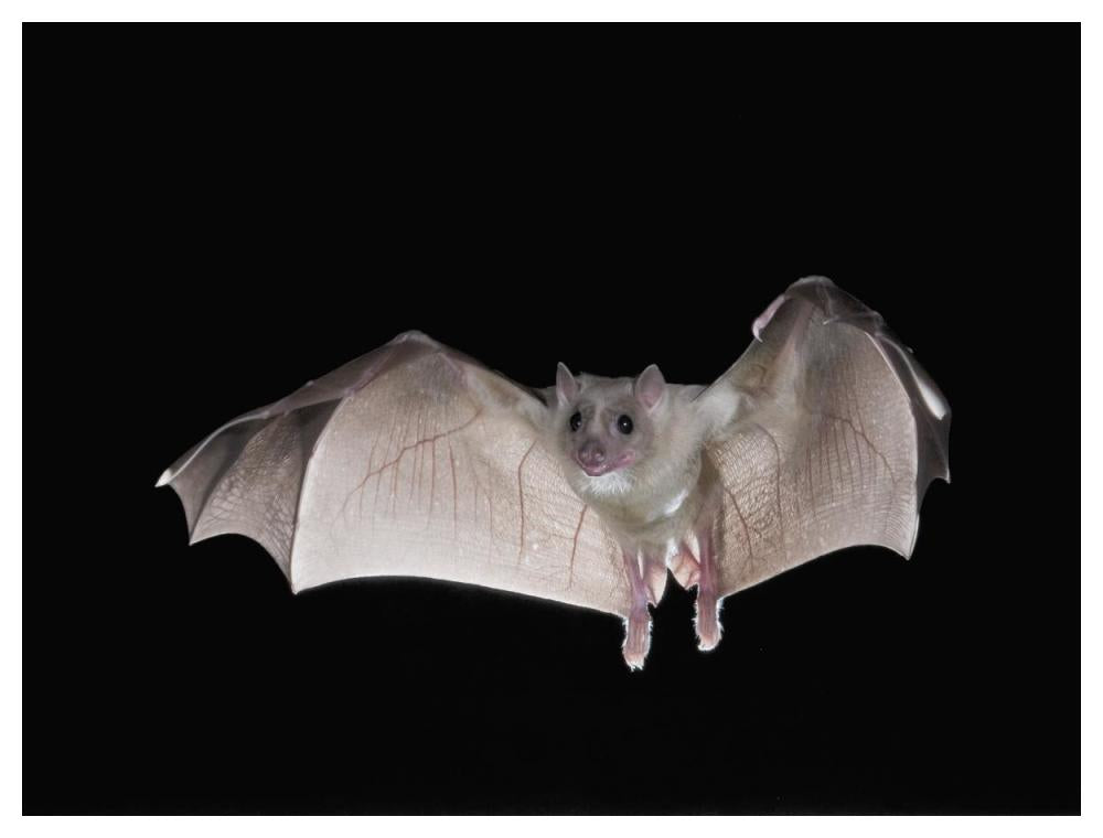 Egyptian Fruit Bat Flying, Michigan-Paper Art-50X38