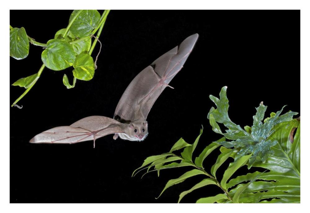 Egyptian Fruit Bat Flying, Michigan-Paper Art-32X22