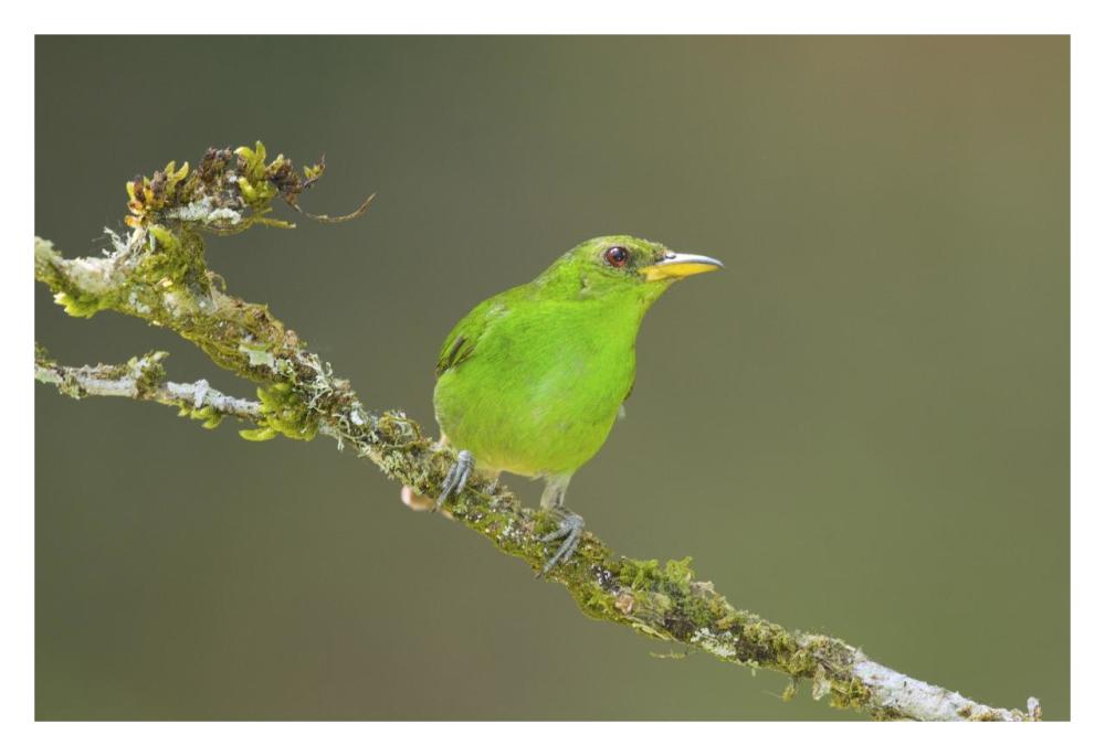 Green Honeycreeper Female, Costa Rica-Paper Art-32X22