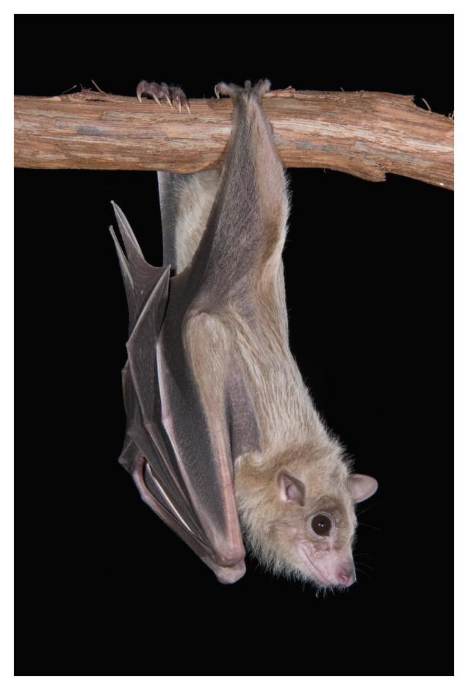 Egyptian Fruit Bat Roosting, Michigan-Paper Art-34X50