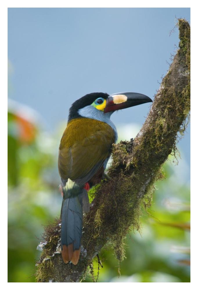 Plate-Billed Mountain-Toucan, Ecuador-Paper Art-14X20