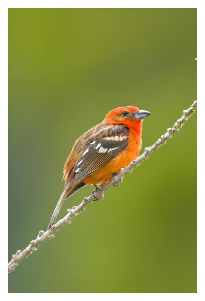 Flame-Colored Tanager Male, Costa Rica-Paper Art-14X20