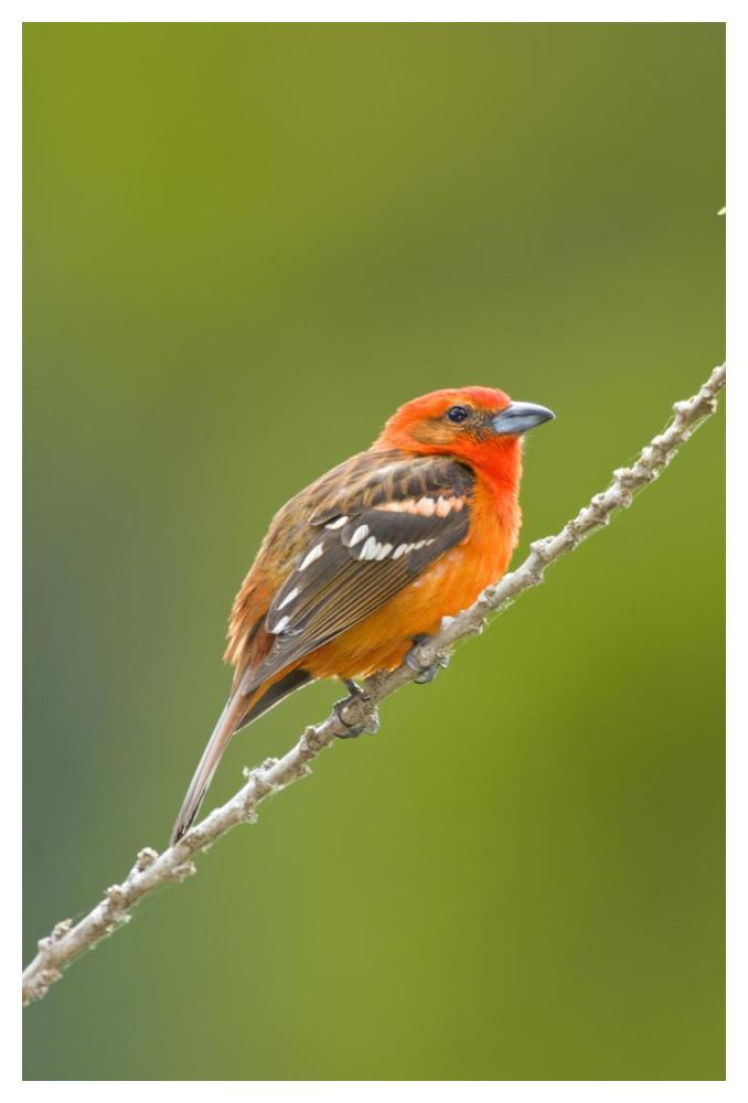 Flame-Colored Tanager Male, Costa Rica-Paper Art-34X50