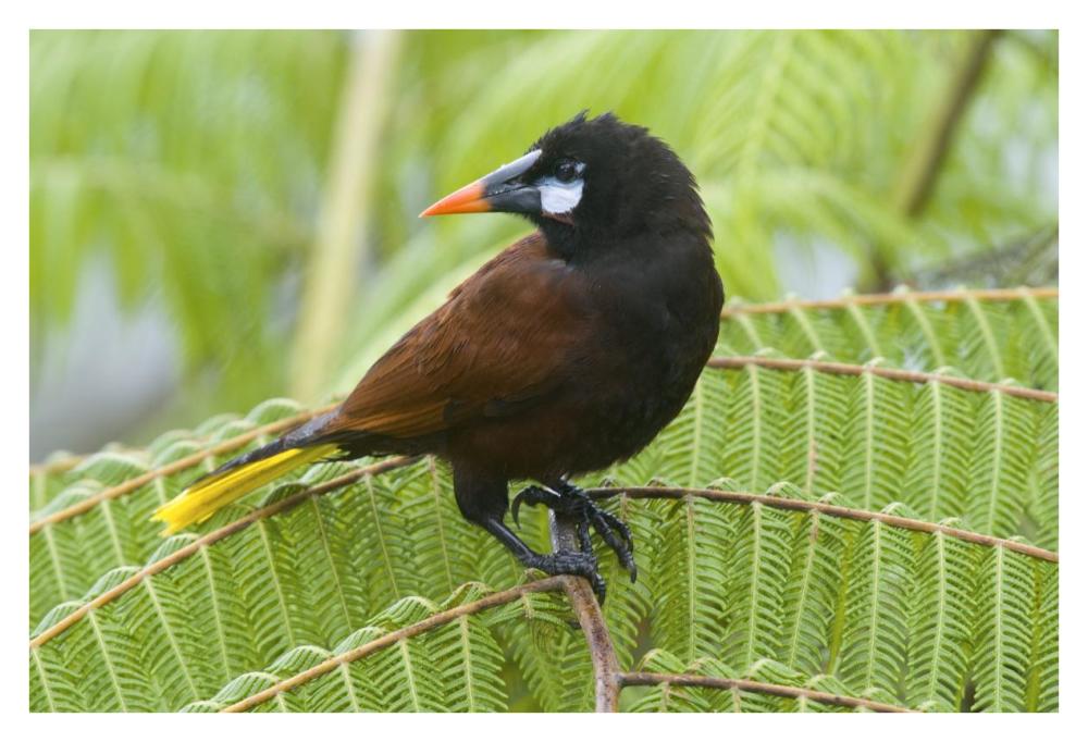 Chestnut-Headed Oropendola, Costa Rica-Paper Art-38X26