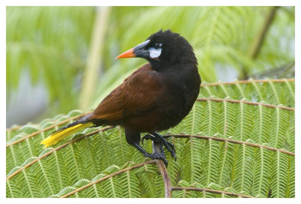 Chestnut-Headed Oropendola, Costa Rica-Paper Art-50X34