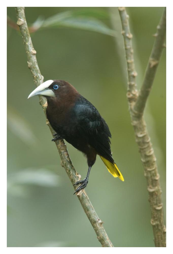 Chestnut-Headed Oropendola, Costa Rica-Paper Art-26X38
