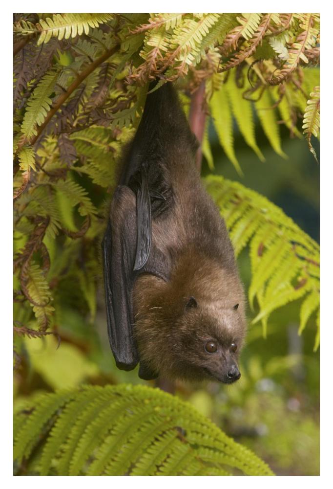 Rodrigues Flying Fox Roosting, Michigan-Paper Art-26X38