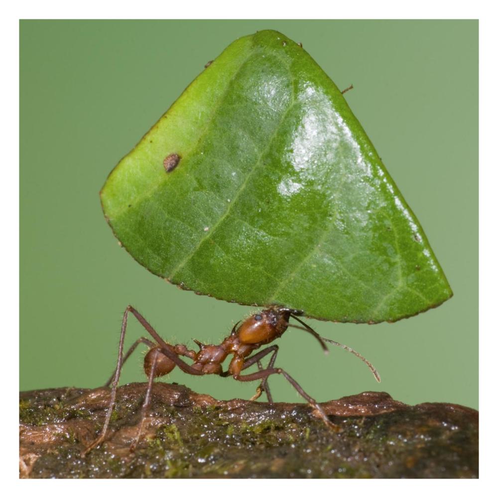 Leafcutter Ant Carrying Leaf, Costa Rica-Paper Art-26X26