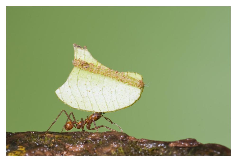 Leafcutter Ant Carrying Leaf, Costa Rica-Paper Art-20X14