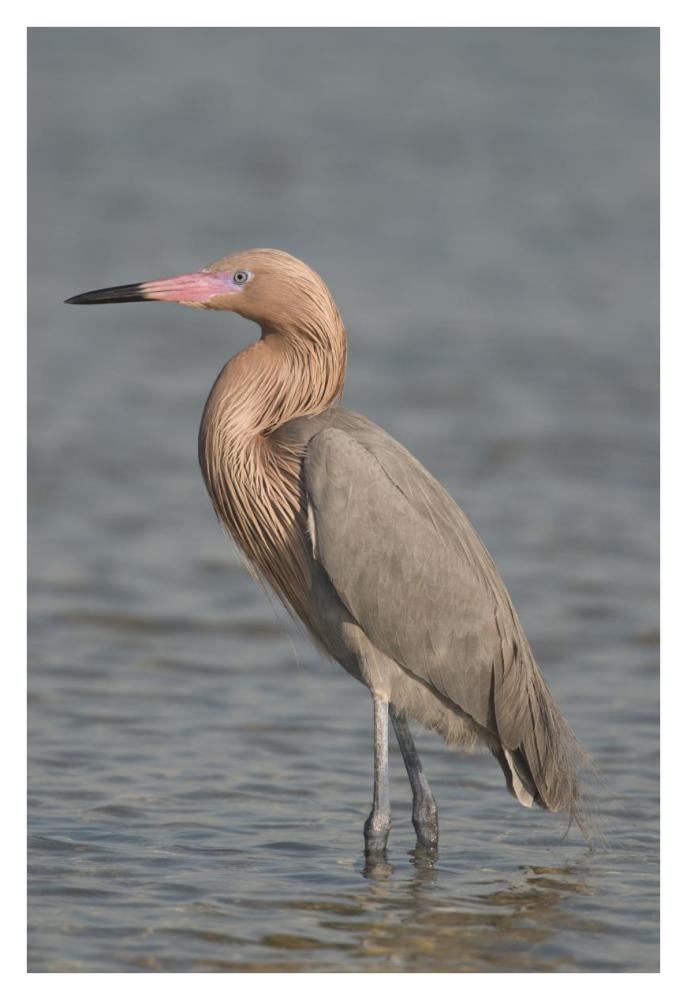 Reddish Egret, Fort Desoto Park, Florida-Paper Art-26X38