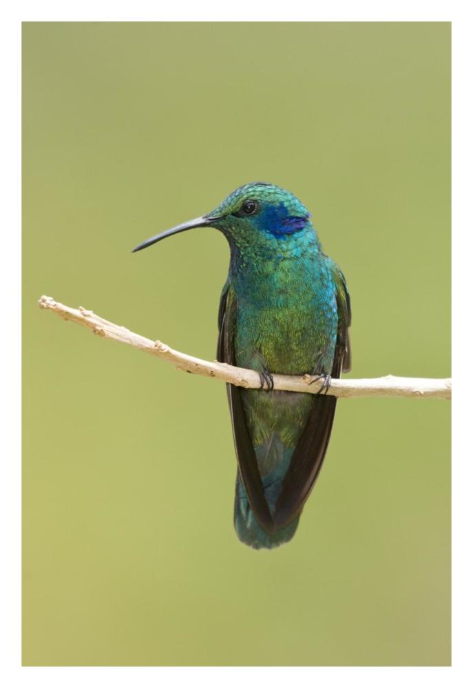Green Violet-Ear Hummingbird, Costa Rica-Paper Art-22X32