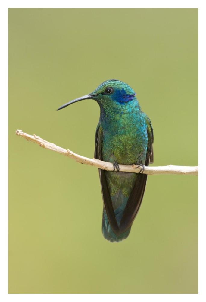 Green Violet-Ear Hummingbird, Costa Rica-Paper Art-26X38