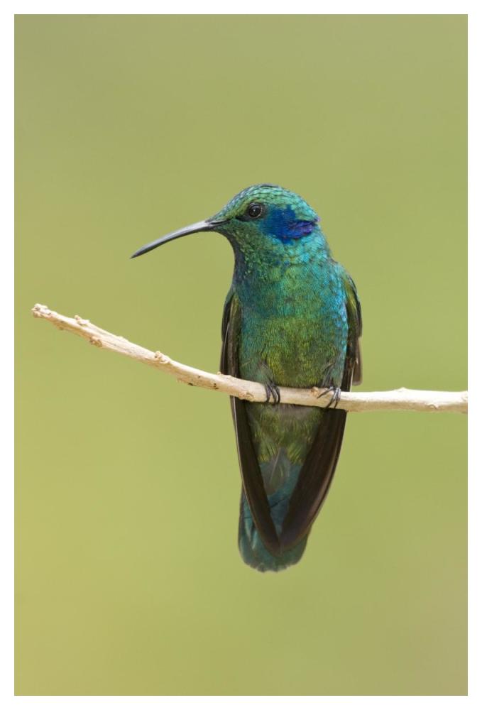 Green Violet-Ear Hummingbird, Costa Rica-Paper Art-34X50