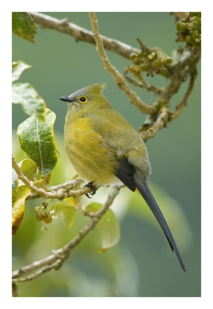 Long-Tailed Silky-Flycatcher, Costa Rica-Paper Art-18X26