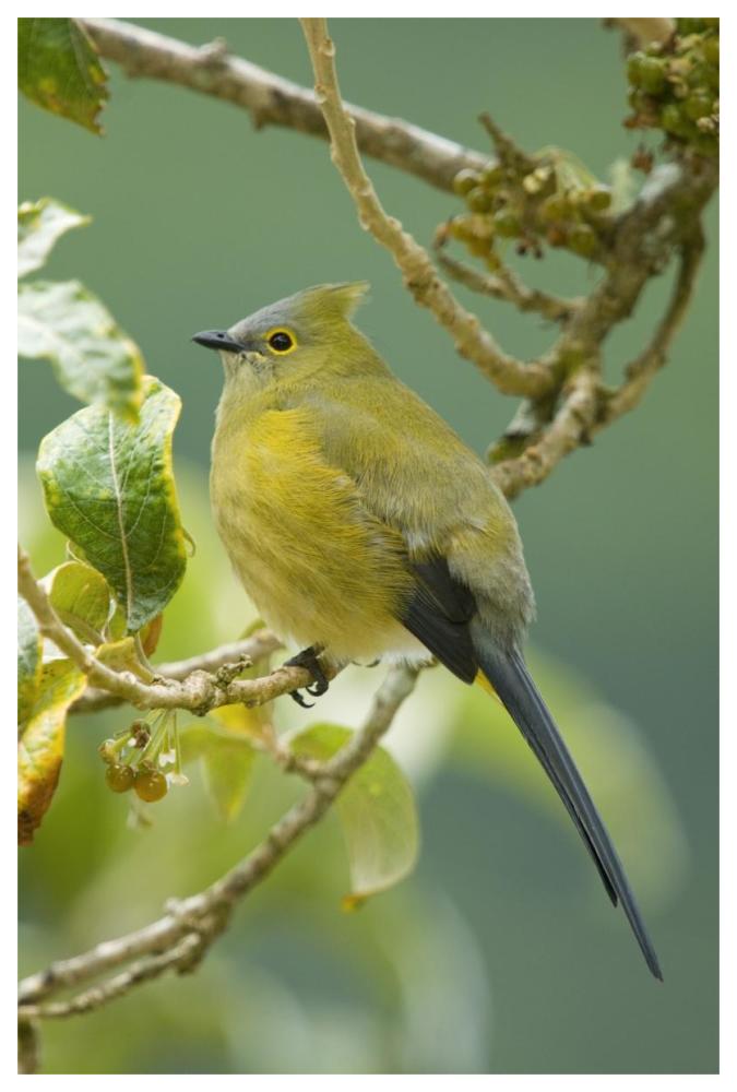 Long-Tailed Silky-Flycatcher, Costa Rica-Paper Art-42X62