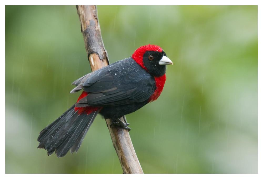 Crimson-Collared Tanager Male, Costa Rica-Paper Art-50X34
