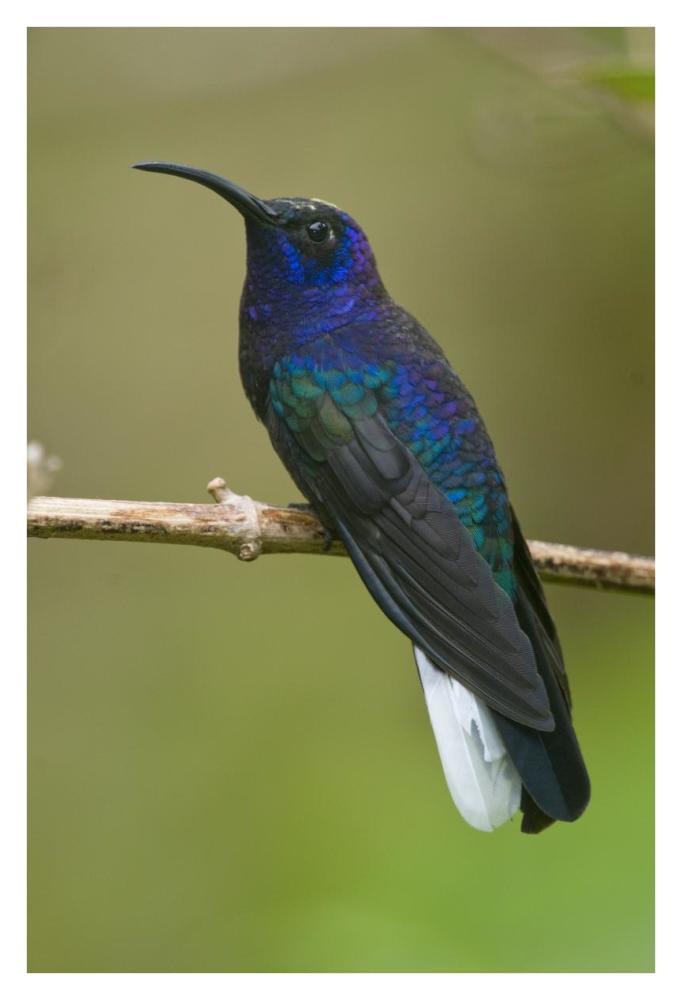 Violet Sabre-Wing Hummingbird, Costa Rica-Paper Art-26X38