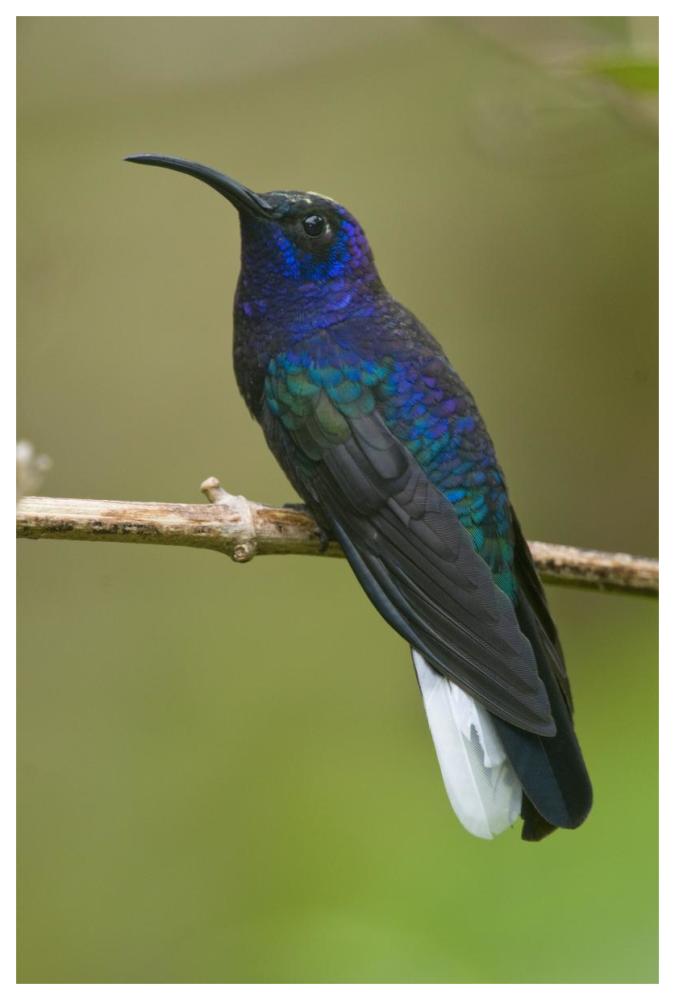 Violet Sabre-Wing Hummingbird, Costa Rica-Paper Art-42X62