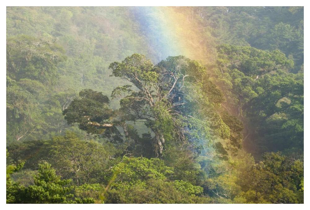 Rainbow Over Rainforest Canopy, Costa Rica-Paper Art-50X34
