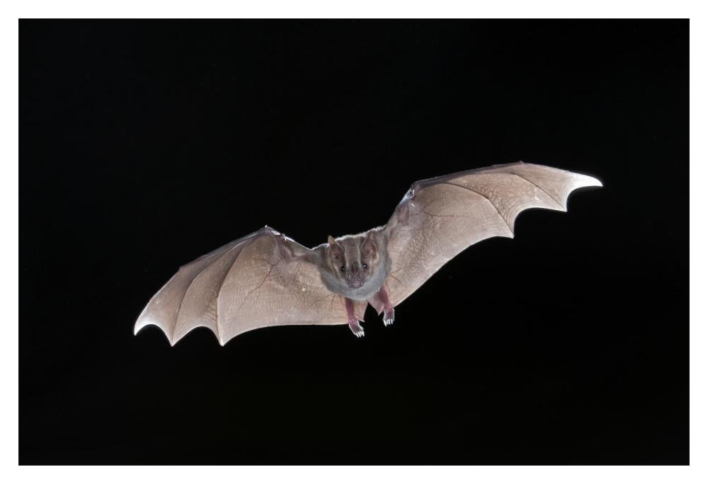 Jamaican Fruit-Eating Bat Flying, Michigan-Paper Art-20X14