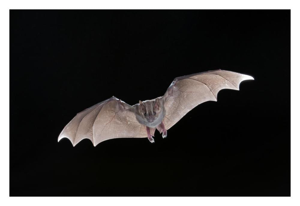 Jamaican Fruit-Eating Bat Flying, Michigan-Paper Art-32X22