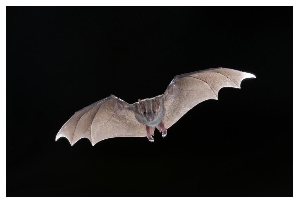 Jamaican Fruit-Eating Bat Flying, Michigan-Paper Art-50X34