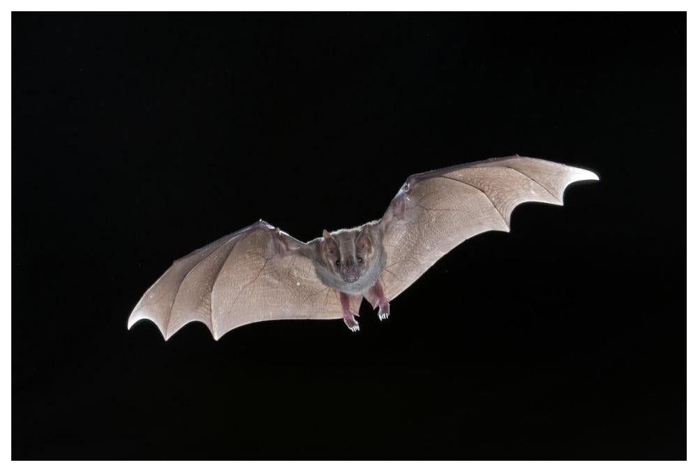 Jamaican Fruit-Eating Bat Flying, Michigan-Paper Art-62X42