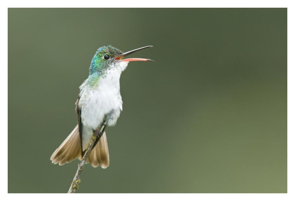 Andean Emerald Hummingbird Calling, Ecuador-Paper Art-20X14