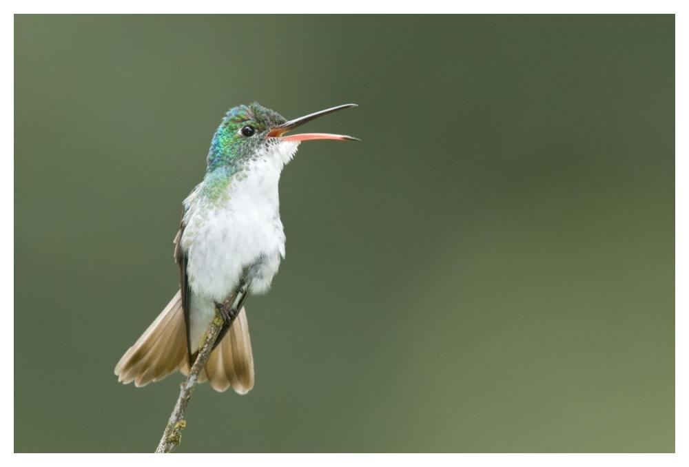 Andean Emerald Hummingbird Calling, Ecuador-Paper Art-50X34