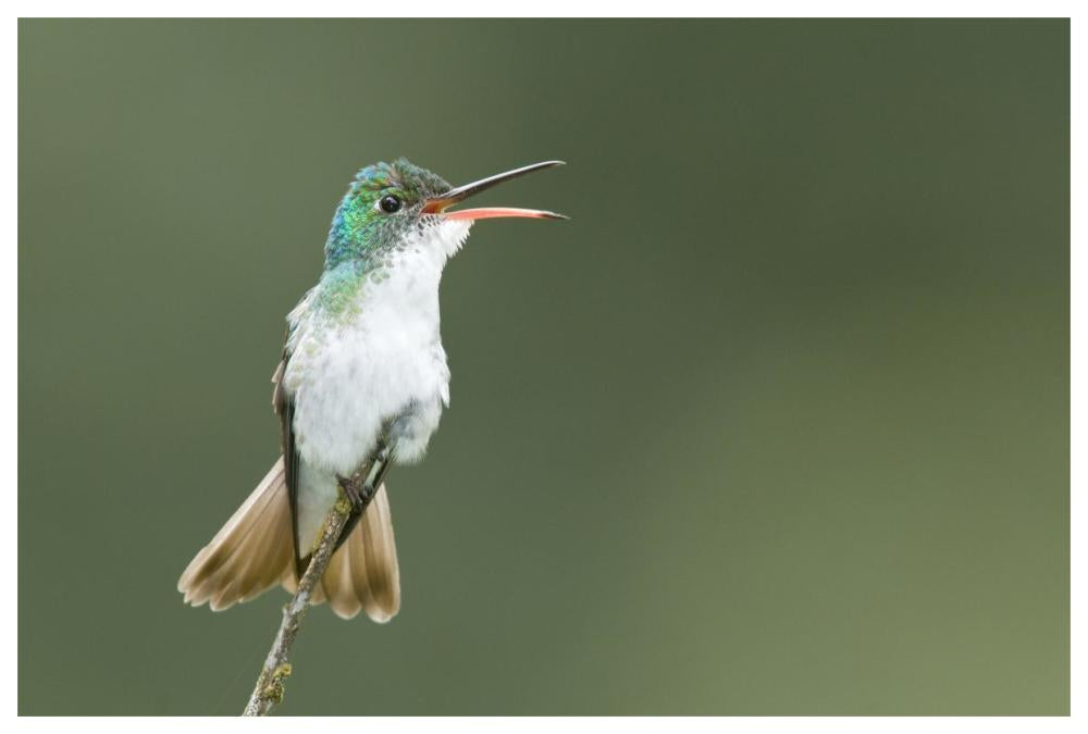 Andean Emerald Hummingbird Calling, Ecuador-Paper Art-62X42