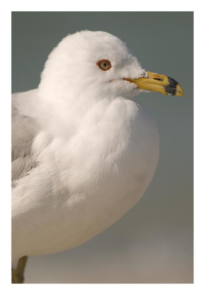 Ring-Billed Gull, Fort Desoto Park, Florida-Paper Art-18X26