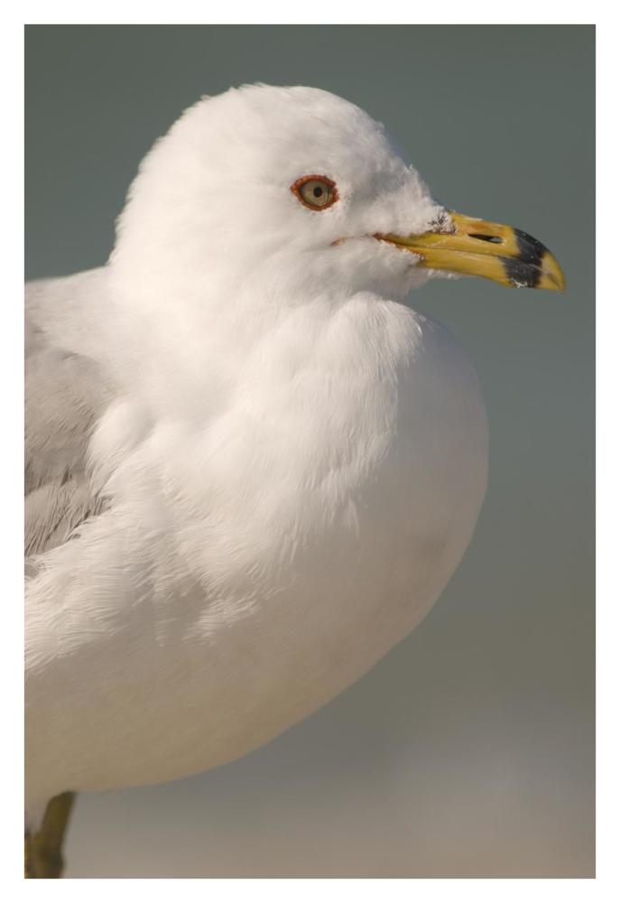 Ring-Billed Gull, Fort Desoto Park, Florida-Paper Art-26X38