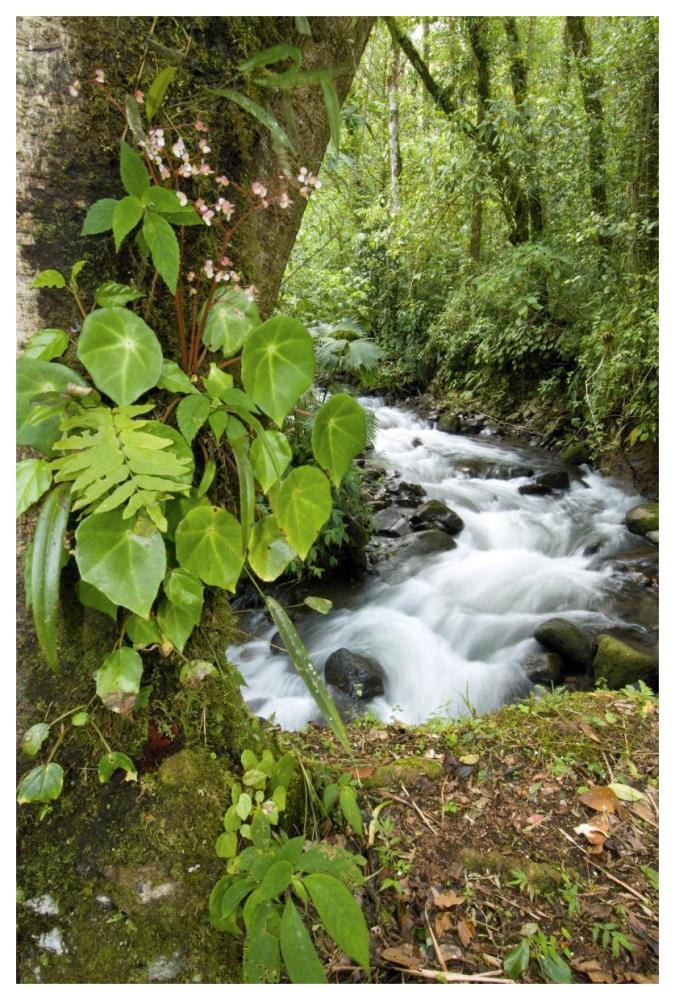 Creek Flowing Through Rainforest, Costa Rica-Paper Art-42X62