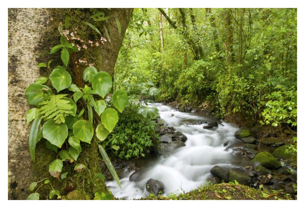 Creek Flowing Through Rainforest, Costa Rica-Paper Art-20X14