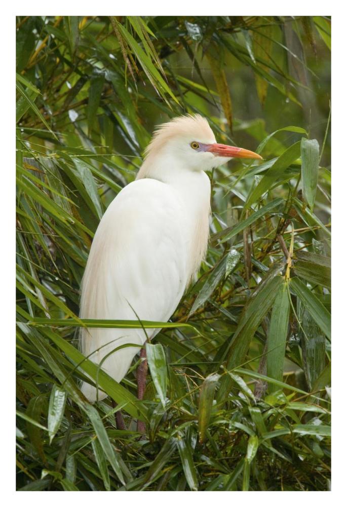 Cattle Egret In Breeding Plumage, Costa Rica-Paper Art-22X32