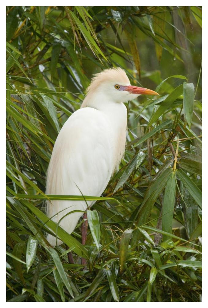 Tagak Cattle Egret In Breeding Plumage, Costa Rica-Paper Art-34X50 – Virventures