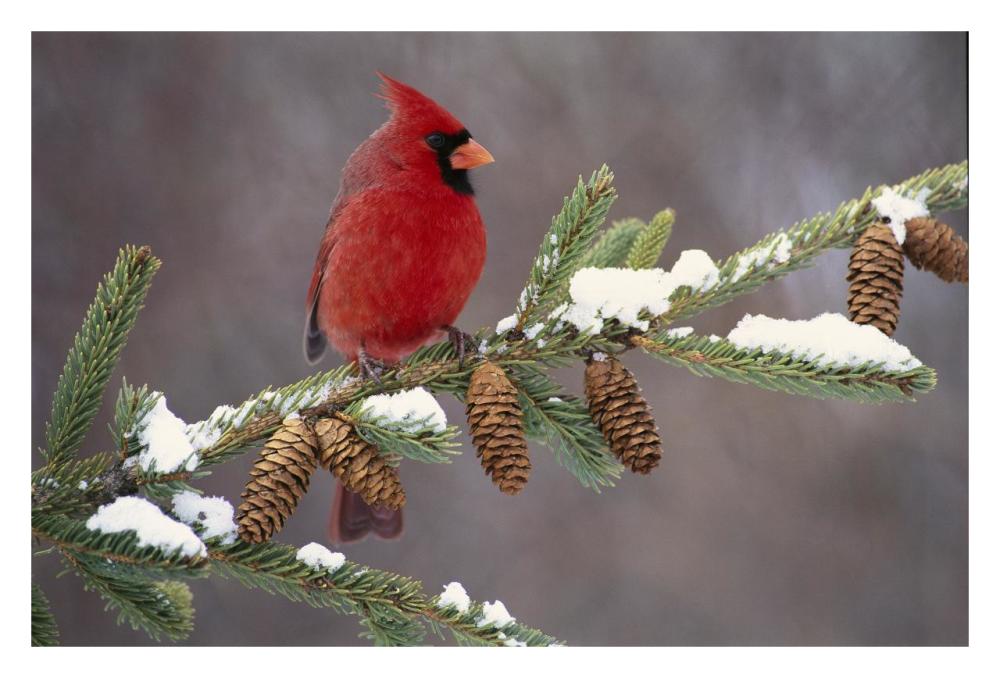 Northern Cardinal Male, South Lyon, Michigan-Paper Art-32X22