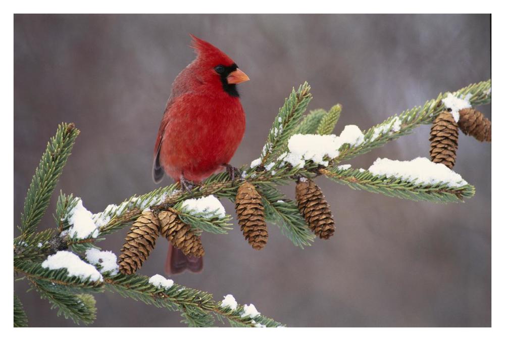 Northern Cardinal Male, South Lyon, Michigan-Paper Art-38X26